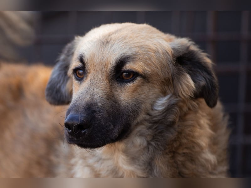 Ben ❤️ schmusiger, schüchterner Hundebub