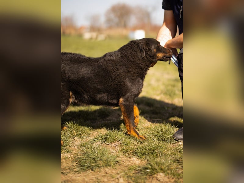 Aktiver Ares sucht seine aktiven Menschen