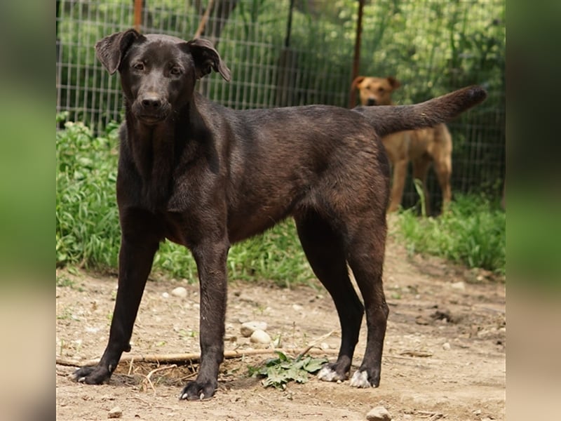 Romira, geb. ca. 06/2022, lebt in GRIECHENLAND, auf einer privaten Pflegestelle