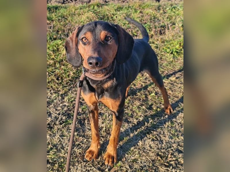 Ruhiger Jimmy ❤️ sucht liebesvolles Zuhause