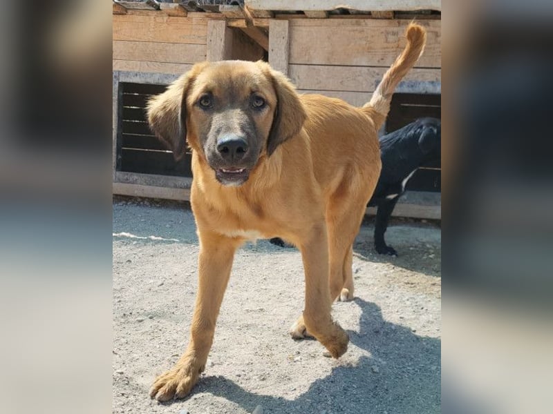 Schnuckel ♥Bettie♥ will spielen & kuscheln