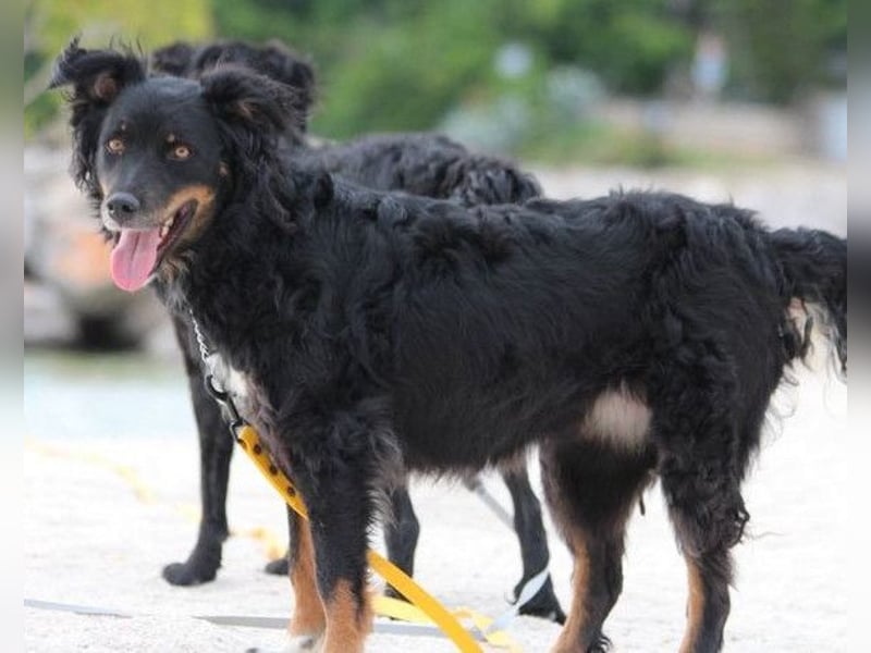 Dina ❤️ sanfte und so liebe Hündin!