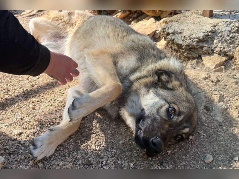 COCO❤️verspielt, sanft und voller Vertrauen: ein Herz für Groß und Klein!