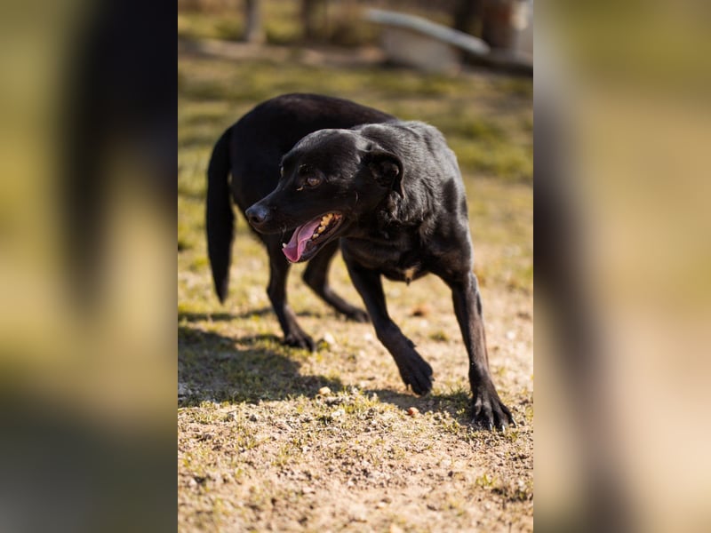 Coolio - wunderbar fröhlicher aktiver Bub