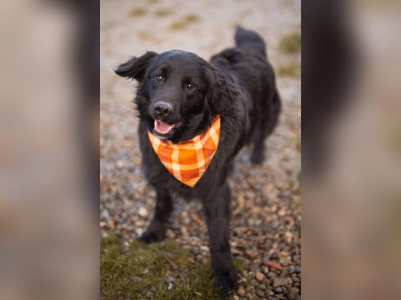 MIKE❤️Gute-Laune-Retriever-Mix sucht sein Glück