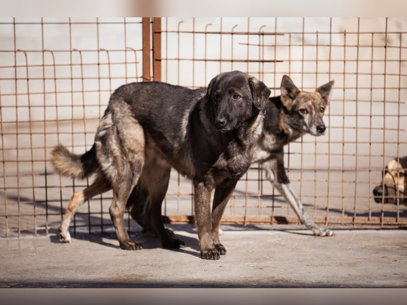 Viva - schüchtern und liebevoll ♥︎