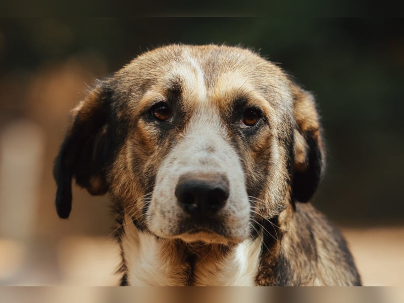 Prachtbursche Pero - ein toller Familienhund sozial, klug, lieb