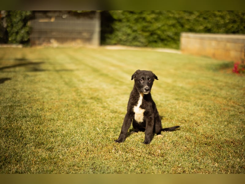 Taya ❤️ frohes, neugieriges Welpenmädl