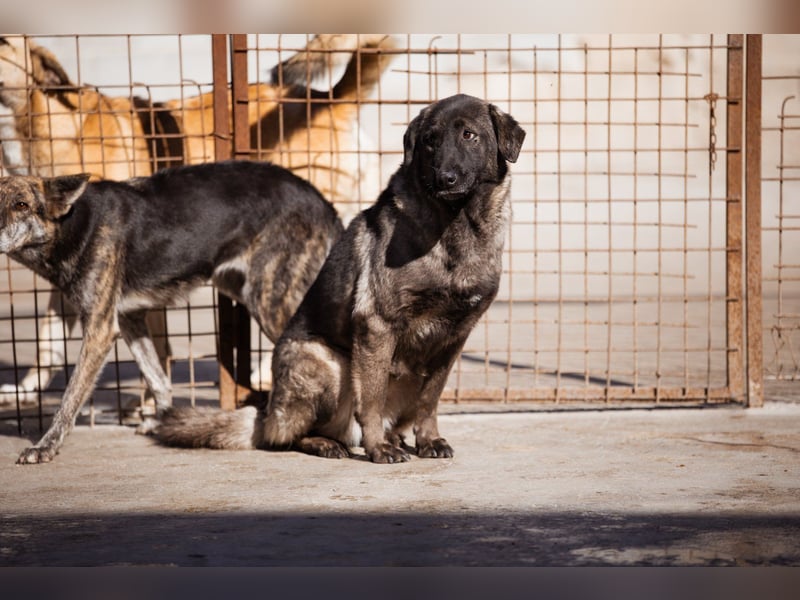 Viva - schüchtern und liebevoll