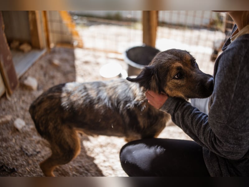Jacky ❤️ junge Traumhündin sucht Zuhause