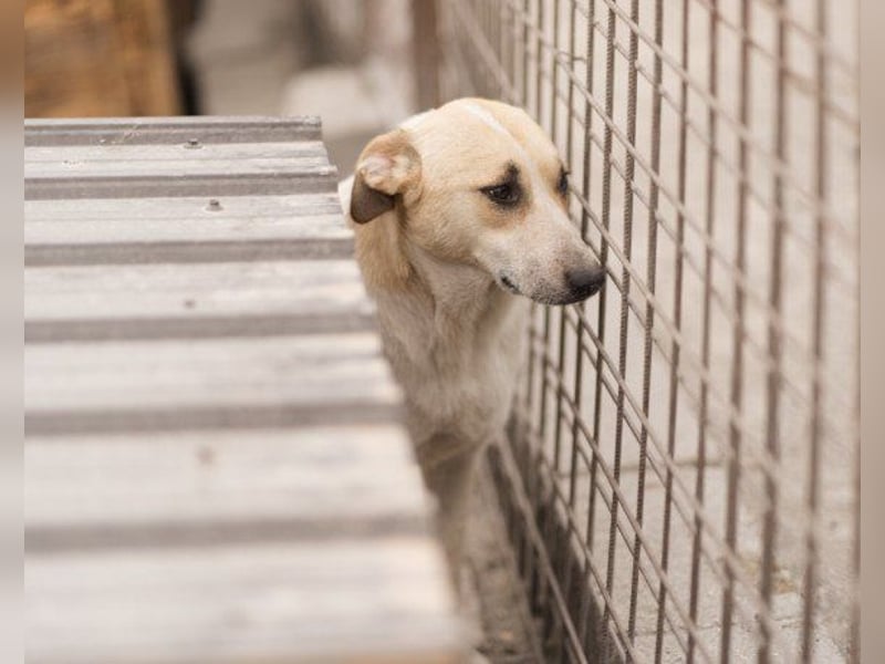 Liebe Nala möchte bei dir einziehen