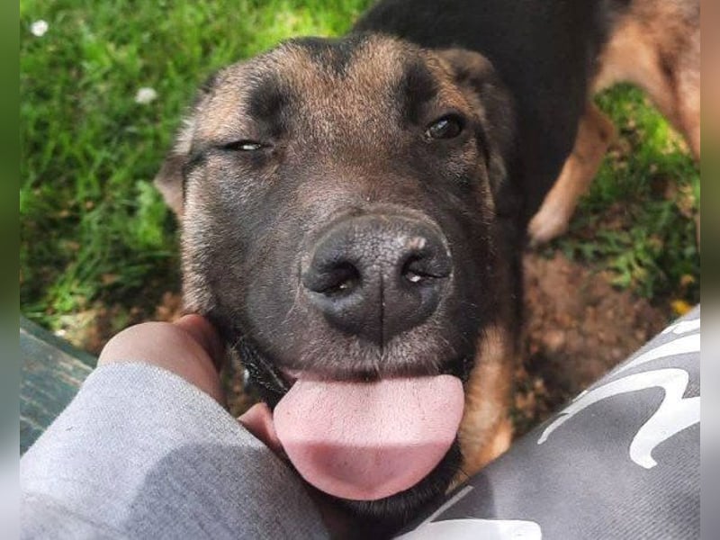 Liebe ♥Izzy♥ treue Junghündin sucht ihren Familienanschluss
