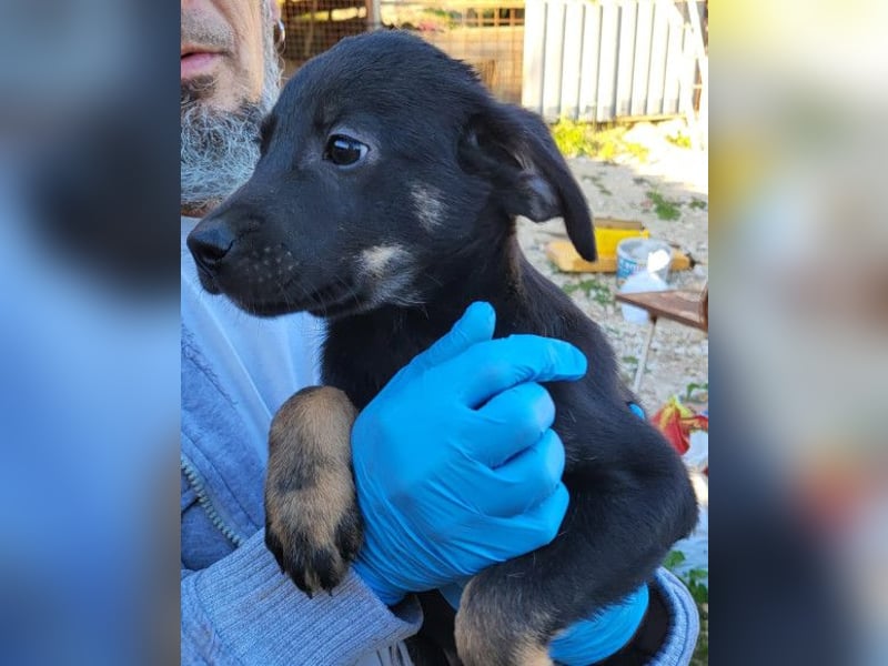 kleiner LUIS❤️süßer, sozialer Racker und ein Strahlen auf vier Pfoten!