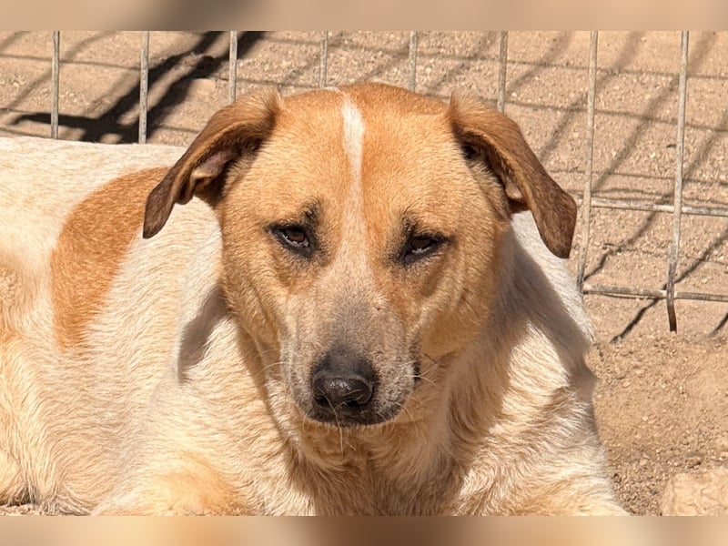 Liebe Nala möchte bei dir einziehen ❤