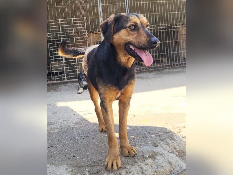 Wundervolle Aylini sucht ein Zuhause