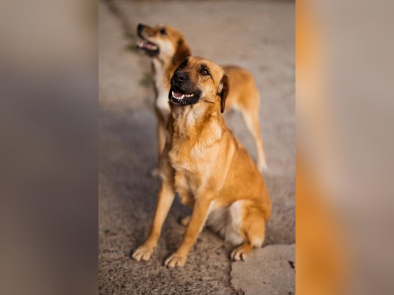 Linda & Luna -  dein Duo-Dreamteam auf 4 Pfoten