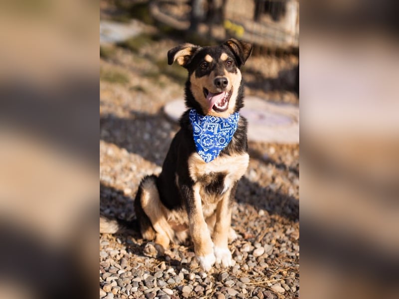 Norio ❤️ kuschliger, verspielter junger Hundebub