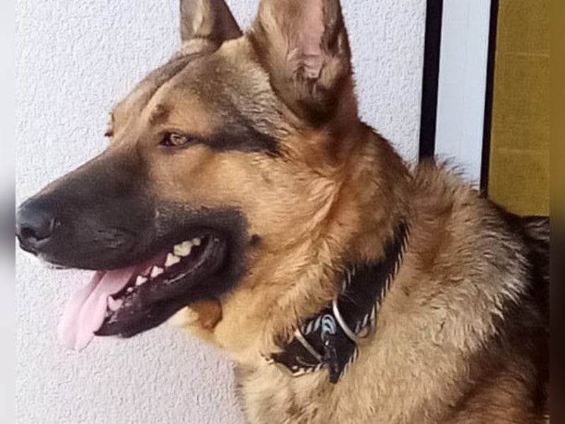 Bebo ❤️ Liebevolles Fellnäschen!