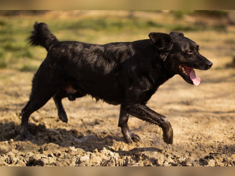 MOMO❤️ein sanfter Begleiter: Ruhig. Klug. Wundervoll.