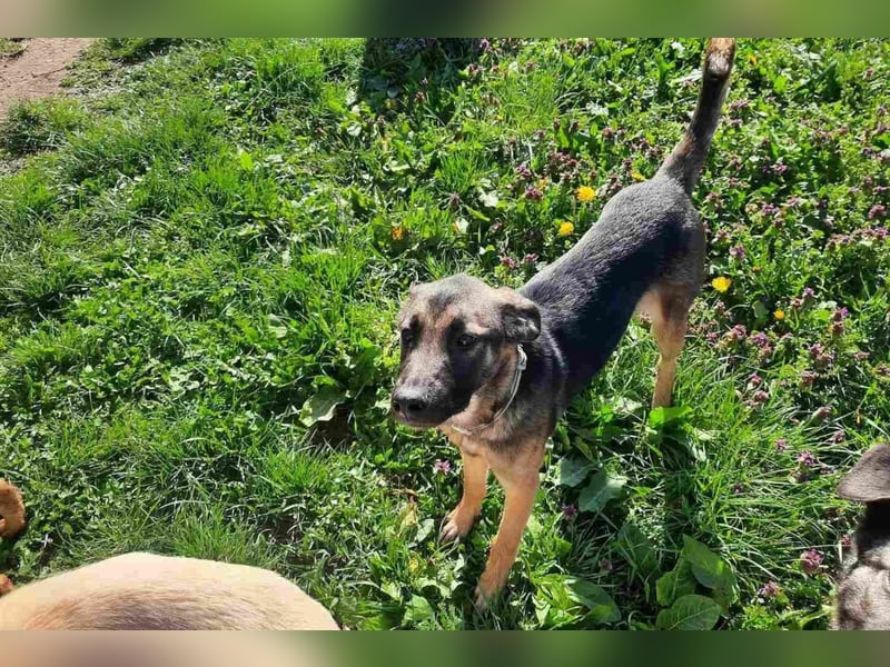 Liebe ♥Izzy♥ treue Junghündin sucht ihren Familienanschluss