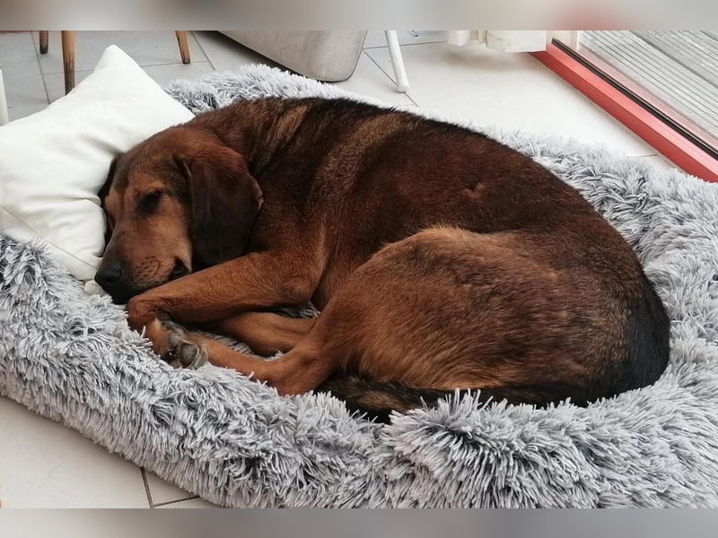 Reina in 01640 Coswig