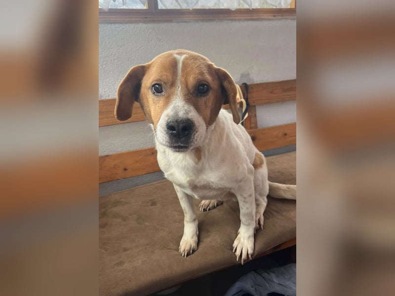 Sony ❤️ Familienhund mit großem Herzen