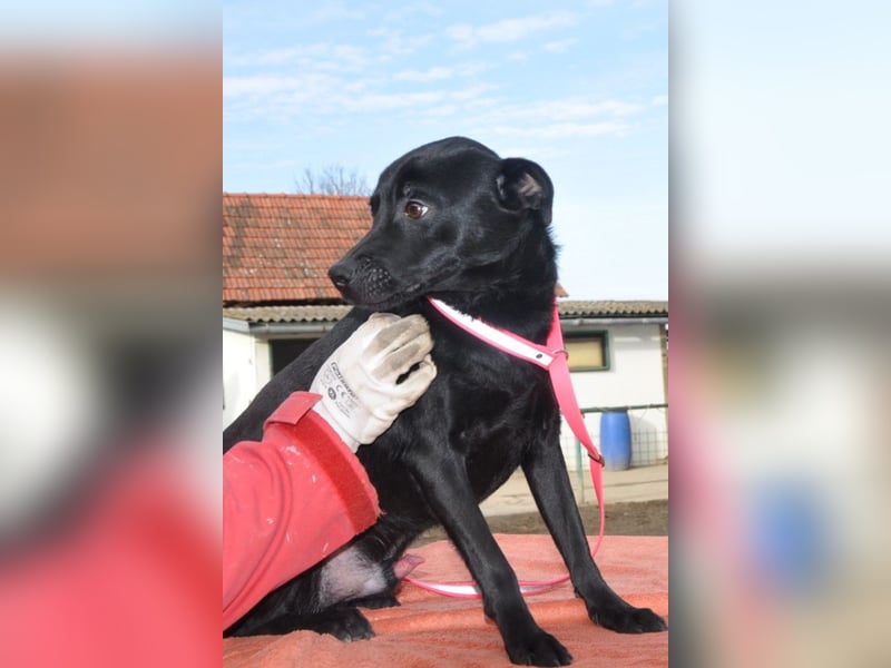 MOUSY❤️freundlicher, schüchterner Sonnenschein und katzenverträglich