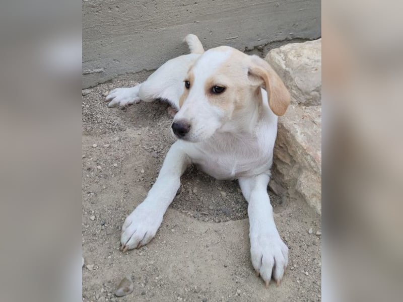 Leni ❤️ zuckersüßes, junges Hundemädchen Leni ❤️ zuckersüßes, junges Hundemädchen