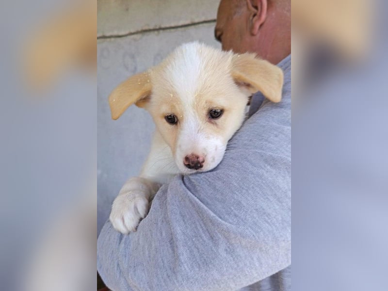 Welpin ♥Tina♥ hofft nun darauf ihre lieben & treuen Menschen zu finden