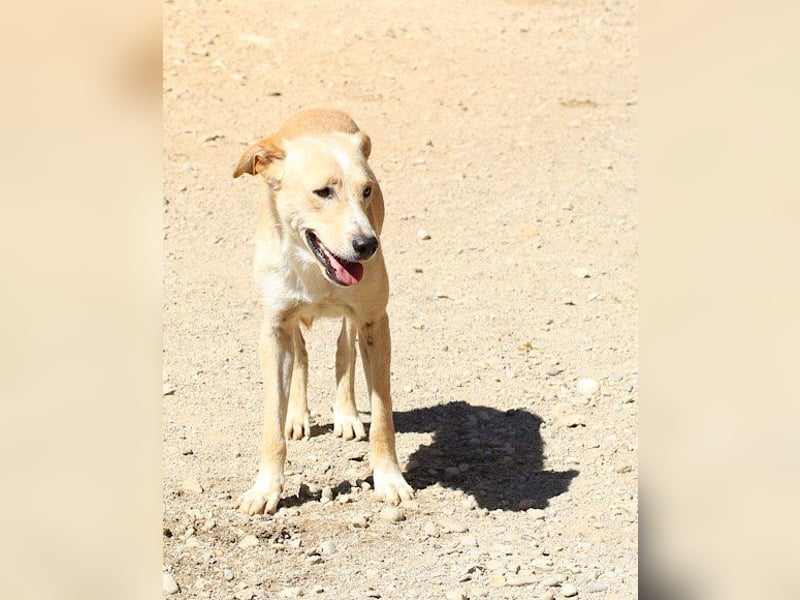 Bob wartet sehnsüchtig auf deine Anfrage