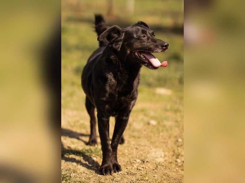 MOMO❤️ein sanfter Begleiter: Ruhig. Klug. Wundervoll.