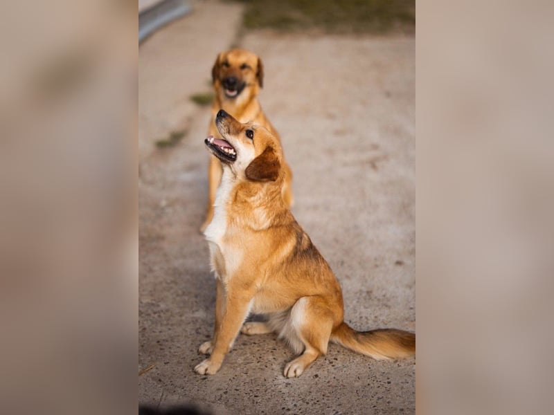 Linda & Luna -  dein Duo-Dreamteam auf 4 Pfoten