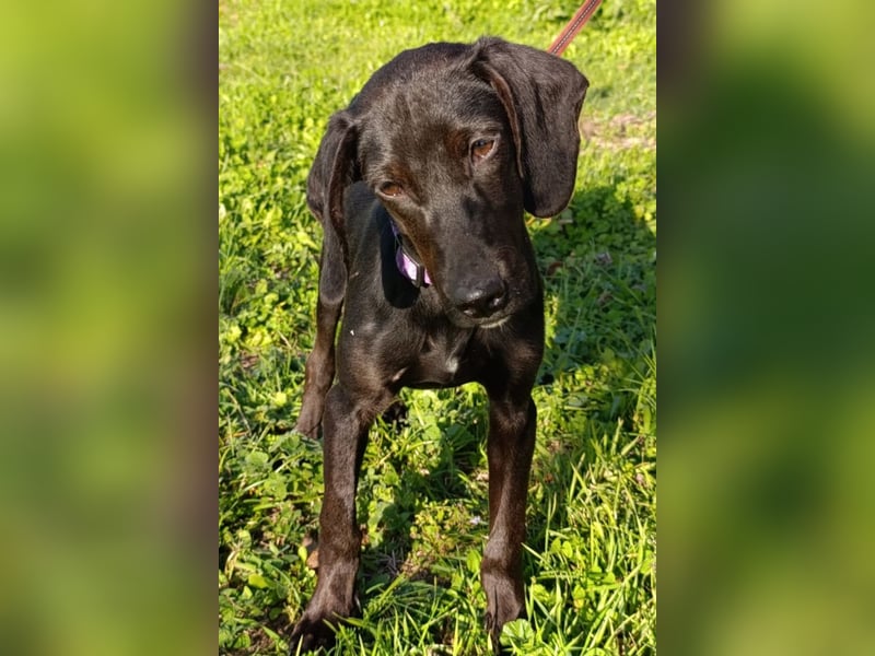 Luna ❤️ fröhliches, aktives Hundemädchen