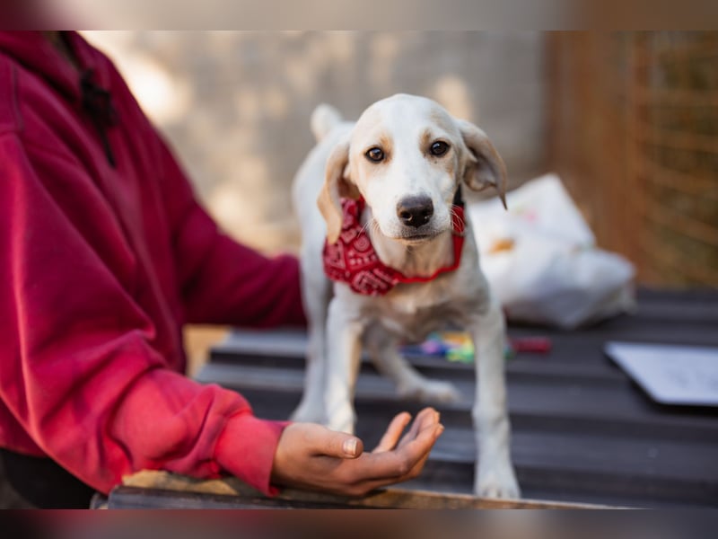 Leni ❤️ zuckersüßes, junges Hundemädchen Leni ❤️ zuckersüßes, junges Hundemädchen