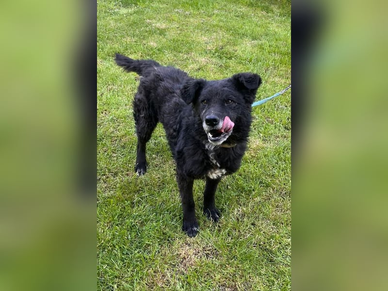 BIMAL❤️lieber, ruhiger Familienhund und katzenverträglich