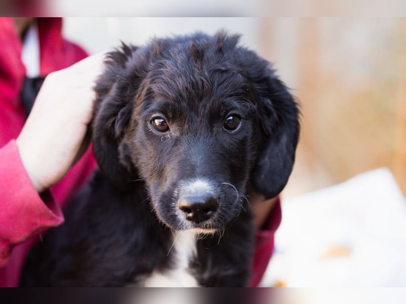 Rudi ❤️ verspielter, lieber Welpenbub! Rudi ❤️ verspielter, lieber Welpenbub!