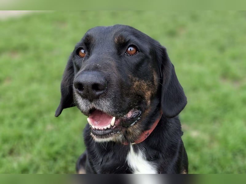 Leo ❤️ wartet in 84524 Neuötting auf dich