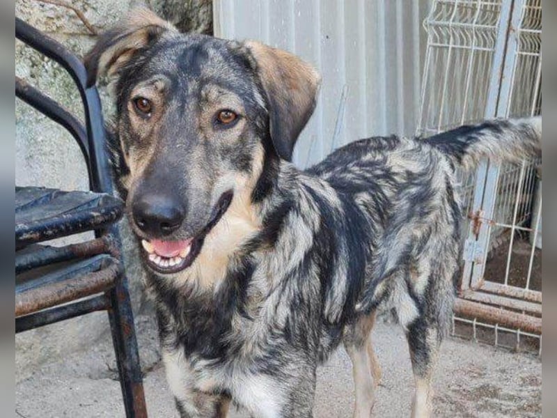 Mili-HSH-Rüde: braucht Liebe & Vertrauen