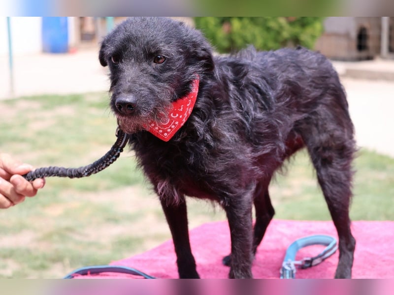 Sanfte ♥Arca♥ sucht Schutz & Liebe so verdient