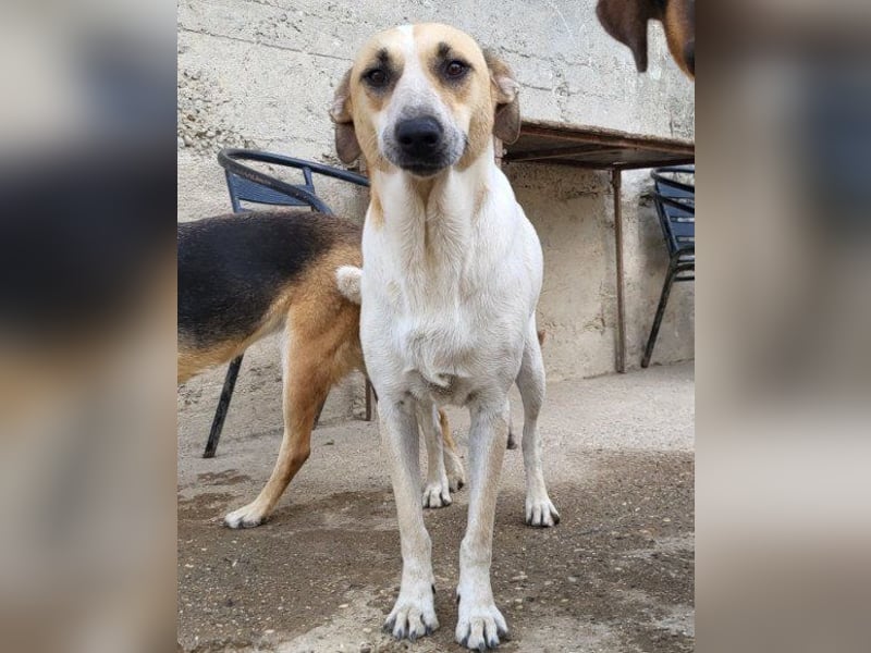 Liebe Nala möchte bei dir einziehen