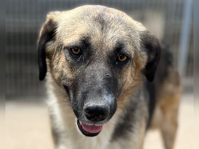 KORA❤️sanfte Seele sucht sehnsüchtig ein liebevolles Zuhause & Geborgenheit