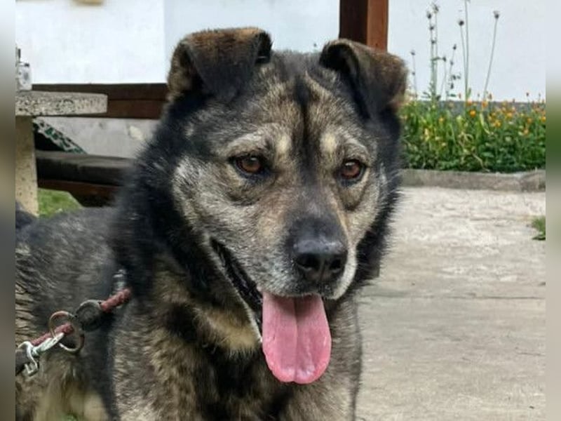 Medo ❤️ so gutmütig, liebevoll + sozial!
