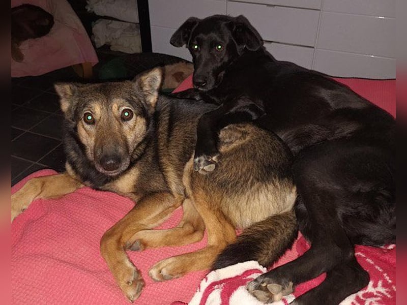 Fibi ❤️ sanfte Fellnase mit Charakter! Fibi ❤️ sanfte Fellnase mit Charakter!