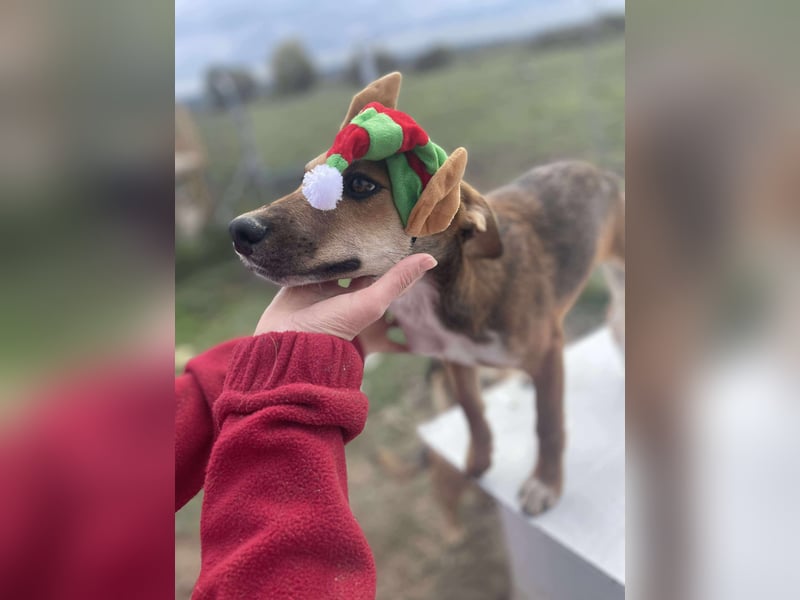 Welpenmädchen Mandy