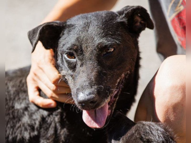 Hana - wundervolle, liebe Zuckerschnute mit einem kleinen Tick