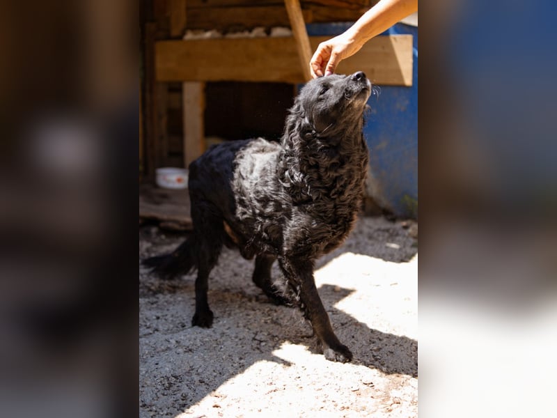 Nox ❤️ liebevoller Kämpfer auf 3-Beinen