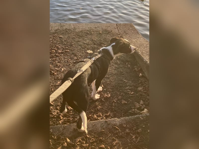 Jungspund Rocky ❤️ wartet in 50674 Köln