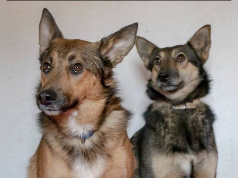 Fibi ❤️ sanfte Fellnase mit Charakter! Fibi ❤️ sanfte Fellnase mit Charakter!