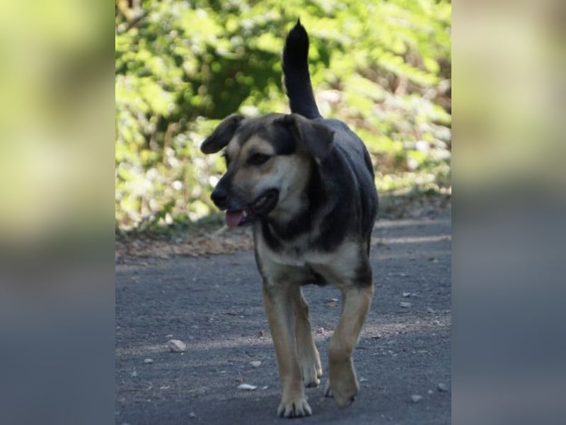 Lana ❤️ tolle umgängliche, verspielte Hündin