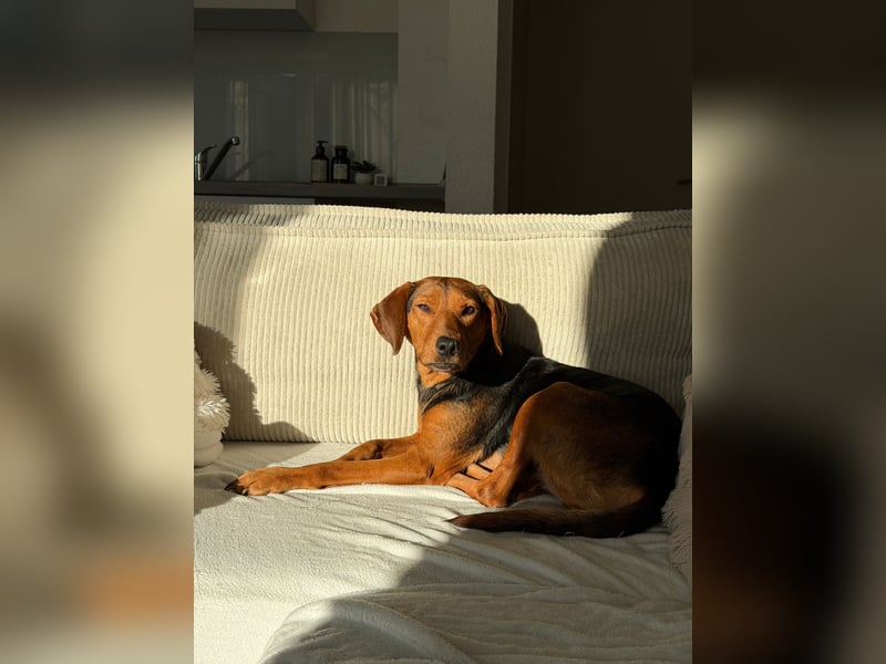 Holly ruhige, verschmuste Hündin sucht ihr Für-immer-Zuhause